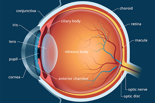 How mobile and computer screen use affects the eyes, including cornea, lens, retina and myopia
